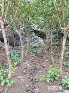 高度100厘米蜂糖李