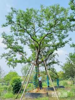 24公分造型乌桕