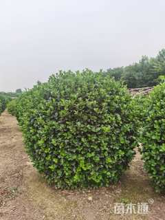 冠幅60厘米大叶黄杨球