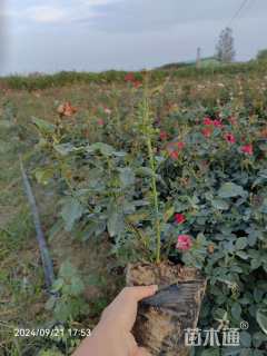 高度40厘米月季