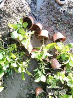 高度20厘米八仙花