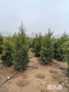 高度180厘米塔柏