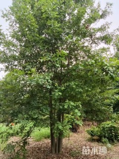 50公分丛生娜塔栎