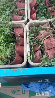 高度20厘米太阳花