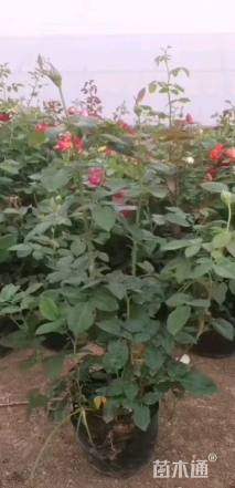 高度40厘米大花月季