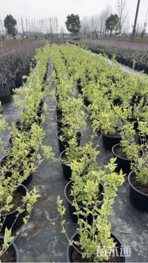 高度40厘米花叶锦带