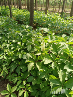 50厘米美国地锦