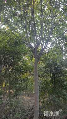 8公分高杆红叶石楠