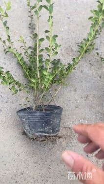 高度46厘米龟甲冬青