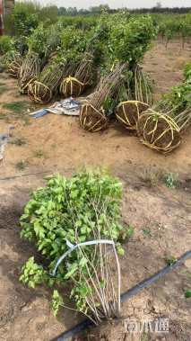 高度200厘米丛生丁香