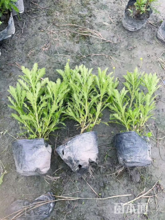 高度15厘米木春菊