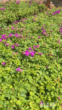 高度20厘米三角梅