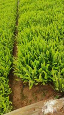 高度30厘米肾蕨