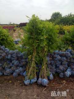 高度80厘米珍珠梅