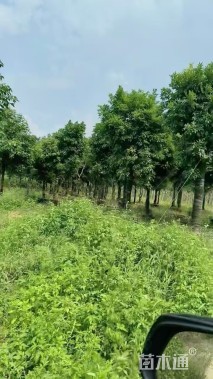 18公分海南红豆