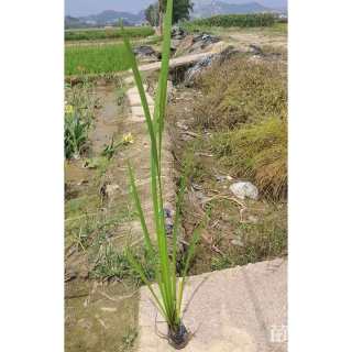 高度20厘米菖蒲