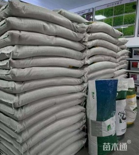 硫华菊种子硫华菊种子