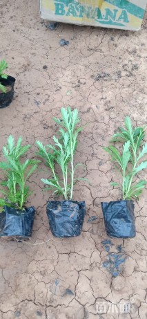 高度15厘米木春菊