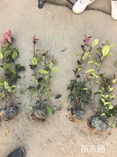 高度35厘米红叶石楠小苗