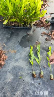 0.3公分马占相思