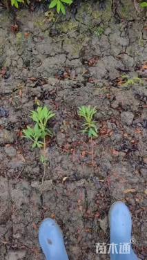 高度25厘米毛鹃