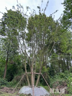 12公分(5杆)丛生朴树