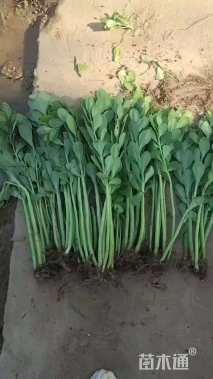 高度30厘米八宝景天