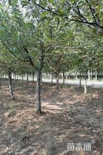 高度200厘米冬红果海棠