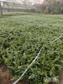 高度30厘米铺地柏