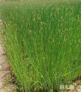 高度80厘米青叶水葱