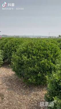 冠幅120厘米大叶黄杨球