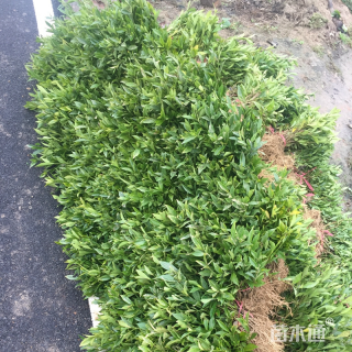 高度20厘米小叶栀子