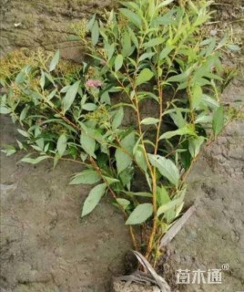 高度40厘米粉花绣线菊