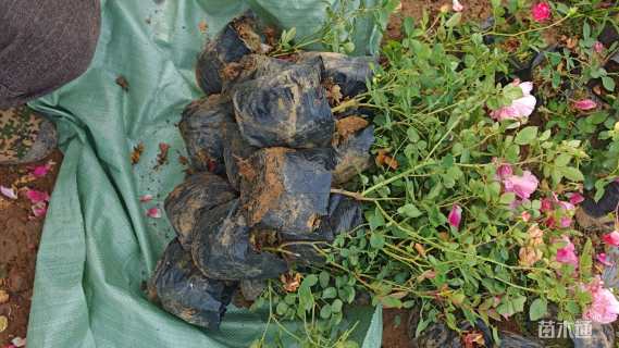 高度40厘米丰花月季