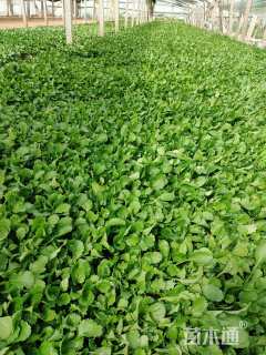 高度12厘米大滨菊