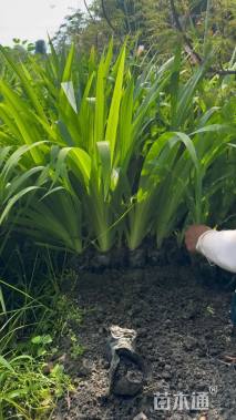 高度30厘米德国鸢尾