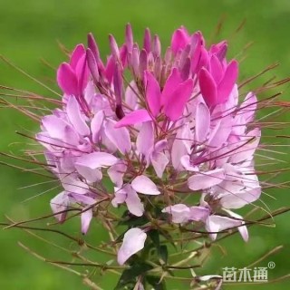 高度60厘米醉蝶花