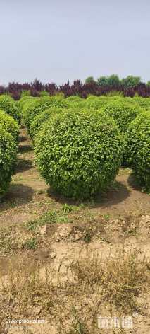 高度120厘米麦李