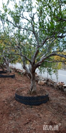 18公分造型石榴树