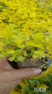 高度10厘米金叶过路黄