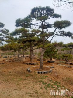 造型松