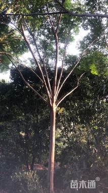 20公分黄山栾树