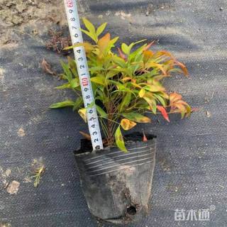 高度30厘米南天竹