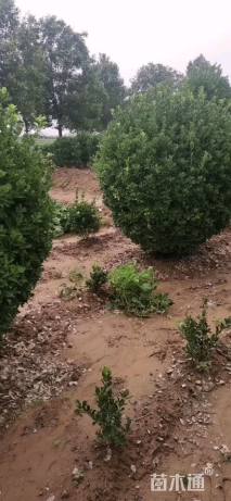 冠幅150厘米大叶黄杨球