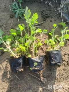 高度15厘米地被菊