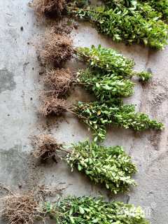 高度30厘米瓜子黄杨