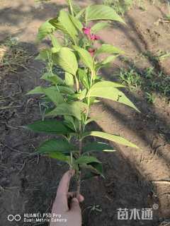 高度50厘米锦带