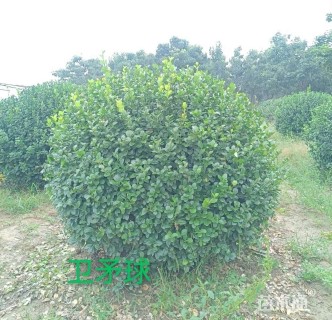 冠幅180厘米卫矛球