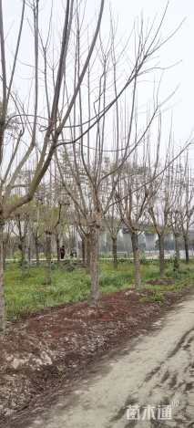 20公分蓝花楹