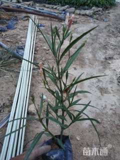 高度30厘米翠芦莉